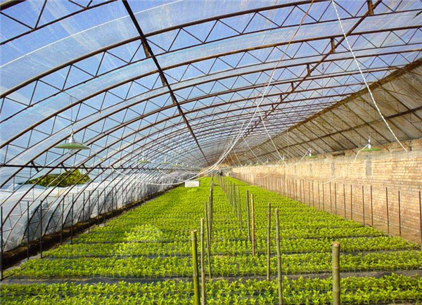 日光溫室
