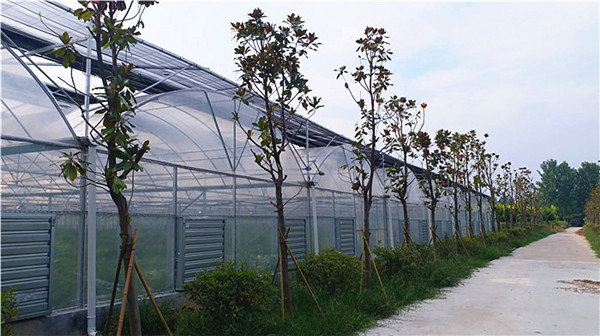 連棟薄膜溫室大棚為什么一直被偏愛