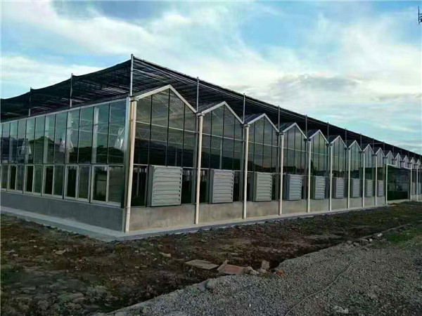 江西省贛州贛縣江口鎮(zhèn)全玻璃溫室